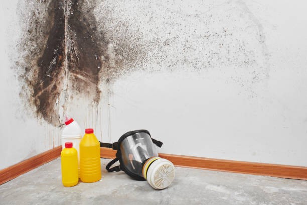 Best Toxic Mold Removal  in Jefferson, WI