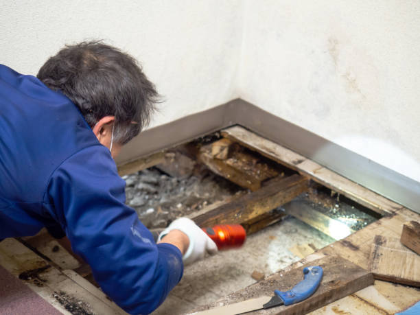 Best Mold Removal Company Near Me  in Jefferson, WI