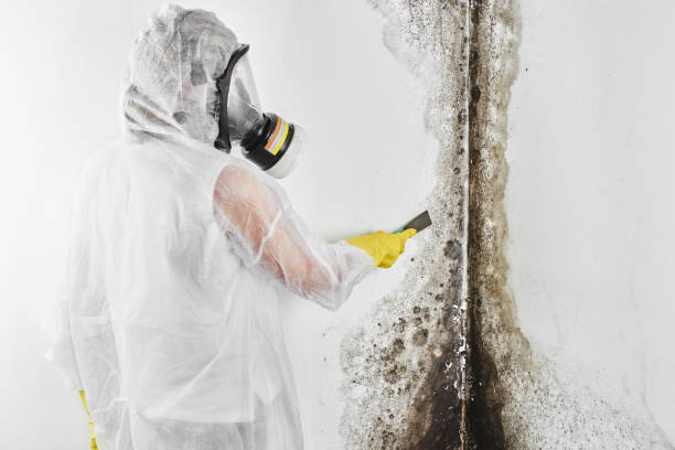 Best Same-Day Mold Removal  in Jefferson, WI
