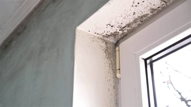 Best Mold Testing  in Jefferson, WI