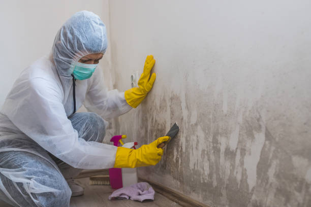 Best Certified Mold Removal  in Jefferson, WI