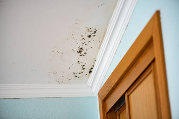 Best Black Mold Removal  in Jefferson, WI