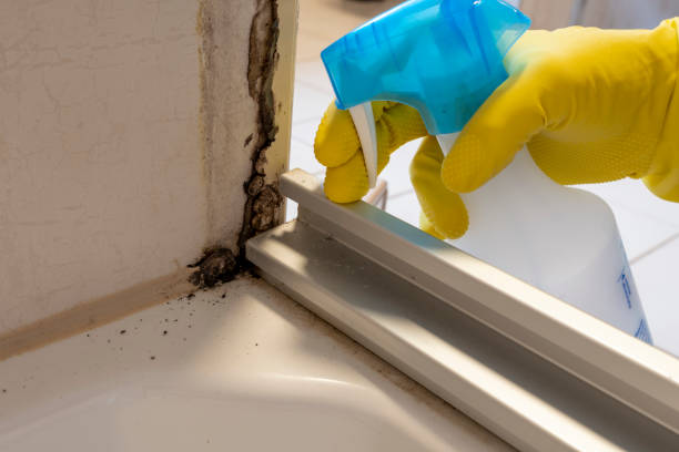 Best Mold Removal Company Near Me  in Jefferson, WI