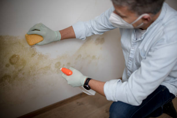 Best Affordable Mold Removal  in Jefferson, WI