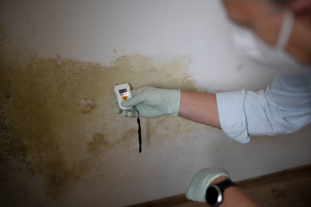 Best Black Mold Removal  in Jefferson, WI