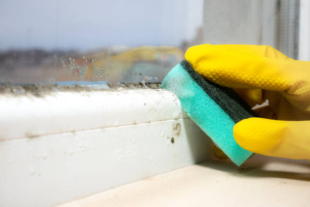 Best Emergency Mold Removal  in Jefferson, WI