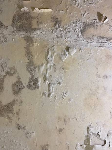 Best Mold Removal Near Me  in Jefferson, WI