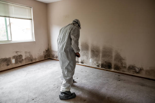 Best Mold Damage Repair  in Jefferson, WI