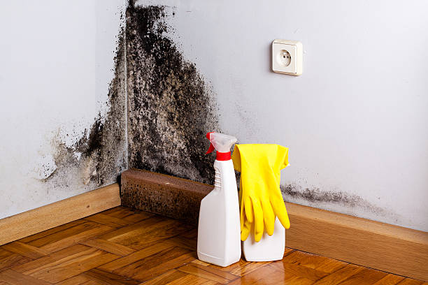 Best Mold Remediation Services  in Jefferson, WI