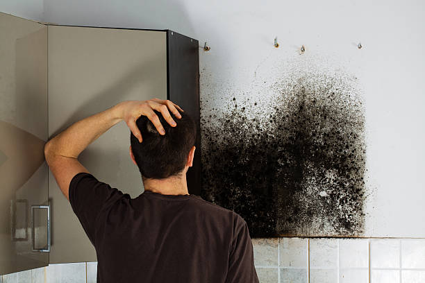 Trusted Jefferson, WI Mold Removal Experts